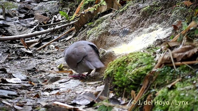 White-throated Quail-Dove - ML201398031