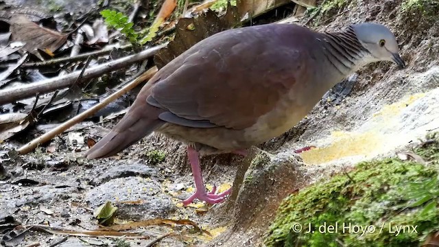 White-throated Quail-Dove - ML201398041