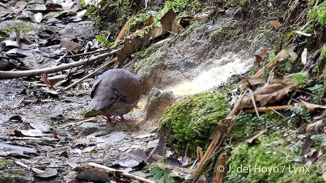 White-throated Quail-Dove - ML201398051