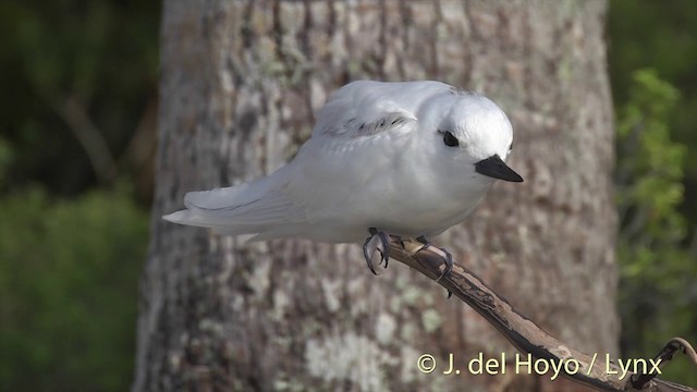 White Tern (Pacific) - ML201398201