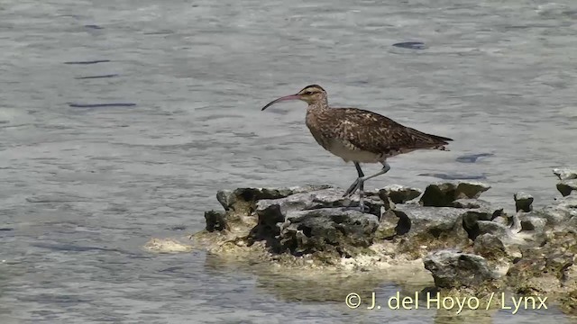 Borstenbrachvogel - ML201398271