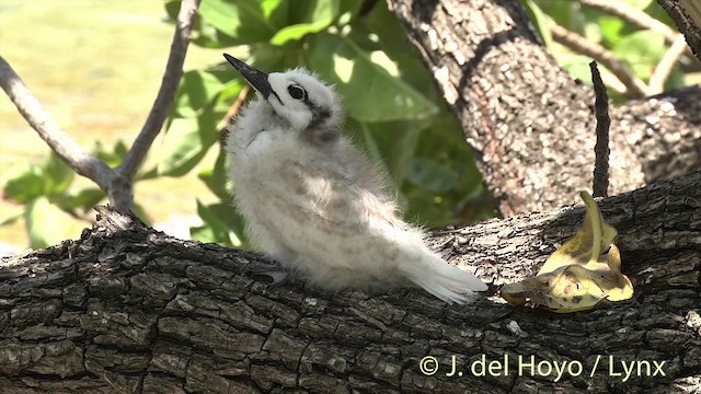 White Tern (Pacific) - ML201398281