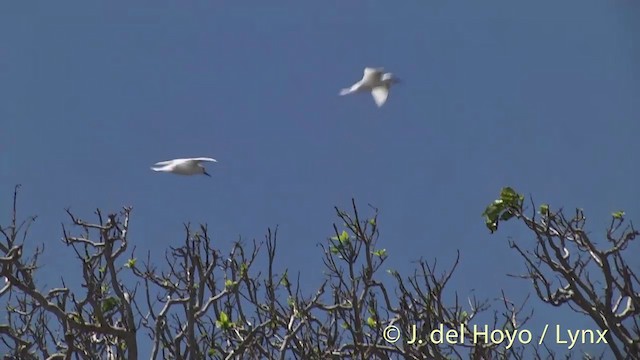 シロアジサシ（candida／leucopes） - ML201398301