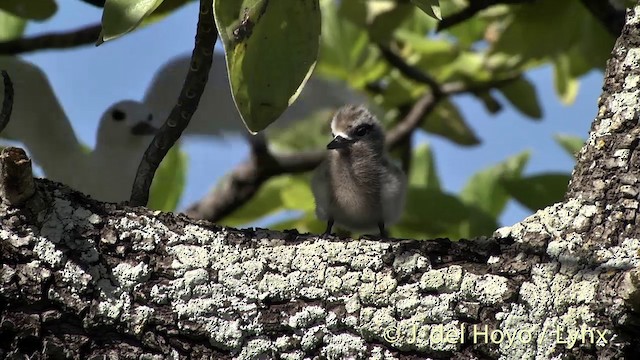 シロアジサシ（candida／leucopes） - ML201398481