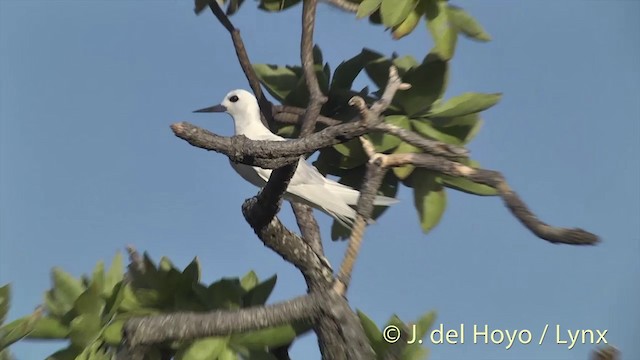 White Tern (Pacific) - ML201398521