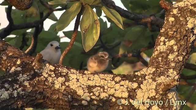 White Tern (Pacific) - ML201398531