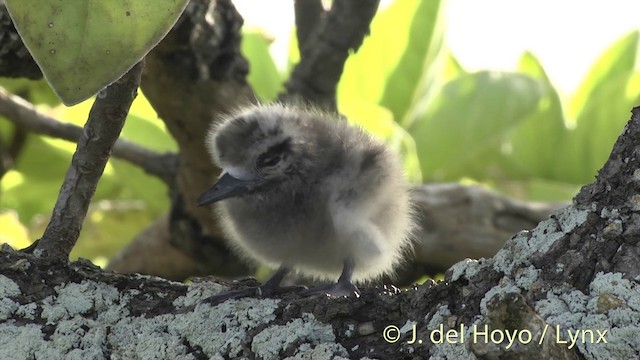 White Tern (Pacific) - ML201398541