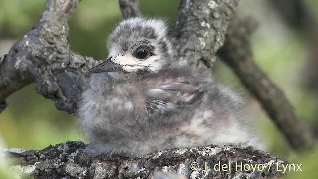 Крячок білий (підвид candida/leucopes) - ML201398561