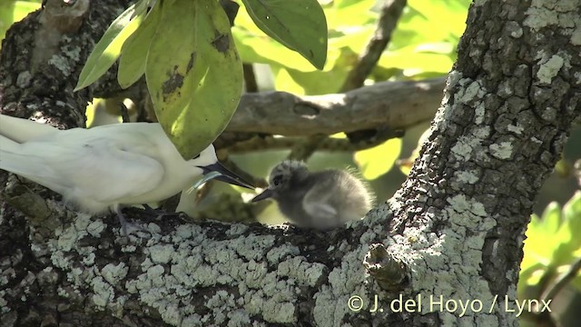 Белая крачка (candida/leucopes) - ML201398611