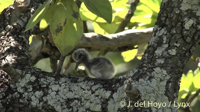 シロアジサシ（candida／leucopes） - ML201398621