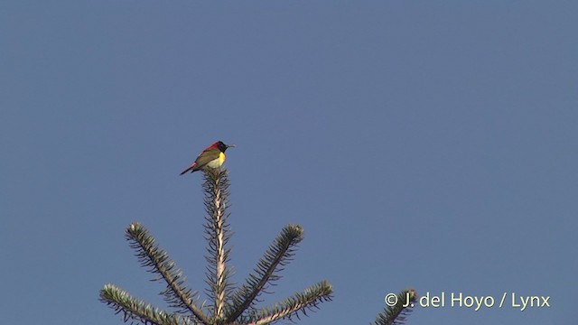 Feuerschwanz-Nektarvogel - ML201398731