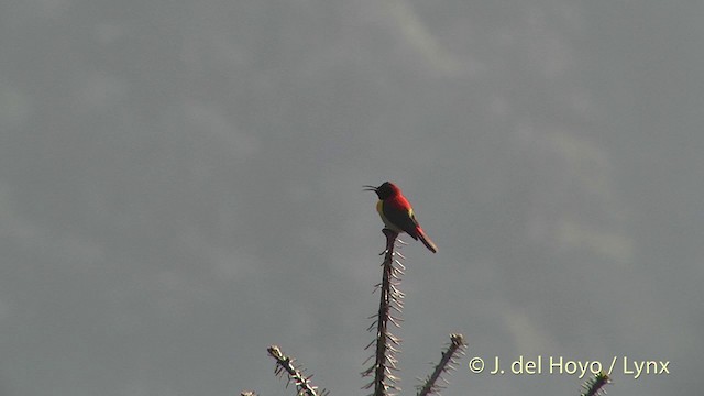 Feuerschwanz-Nektarvogel - ML201398741