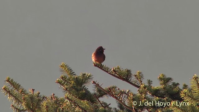 Dark-breasted Rosefinch - ML201398751