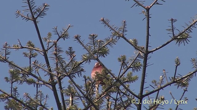 Himalayan White-browed Rosefinch - ML201398761