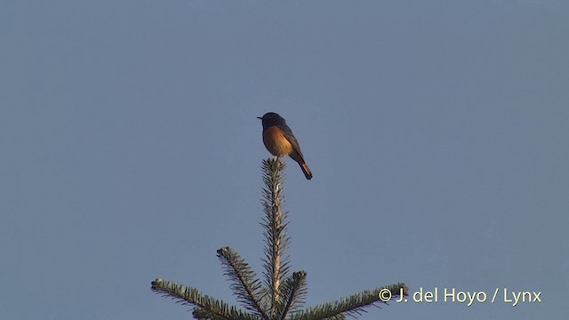 Blue-fronted Redstart - ML201398771