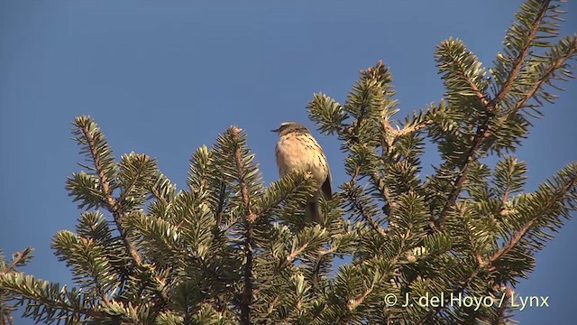 ウスベニタヒバリ - ML201398781