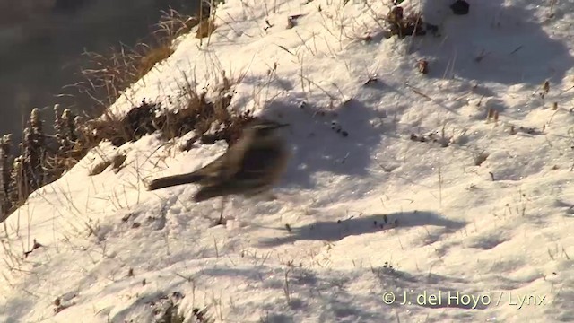 ウスベニタヒバリ - ML201398791