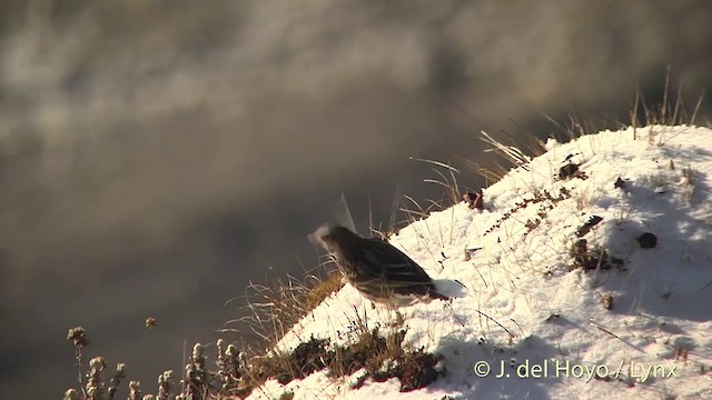 ウスベニタヒバリ - ML201398801