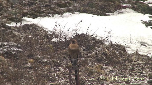 Himalayan Buzzard - ML201398811