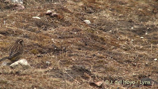 Himalayan White-browed Rosefinch - ML201398821