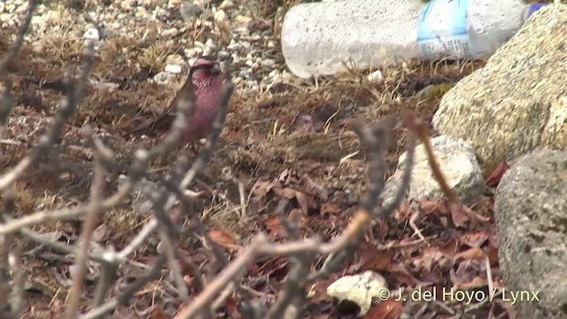 Himalayan White-browed Rosefinch - ML201398831