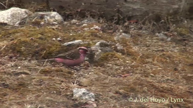 Himalayan White-browed Rosefinch - ML201398841