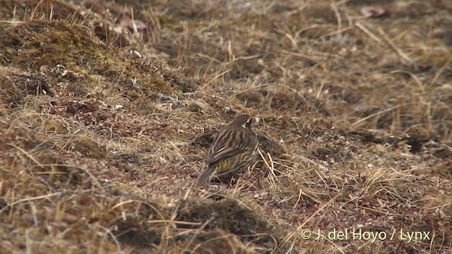 Himalayan White-browed Rosefinch - ML201398851