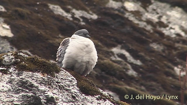 Snow Pigeon - ML201398861