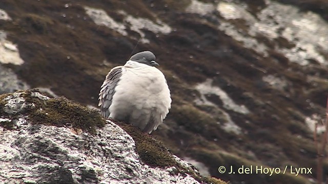 Schneetaube - ML201398861