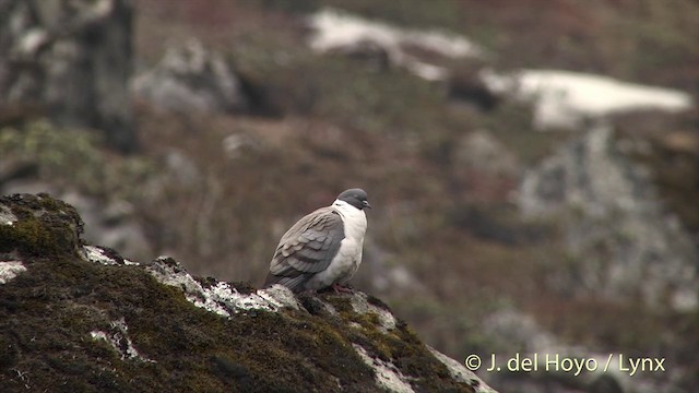 Pigeon des neiges - ML201398871