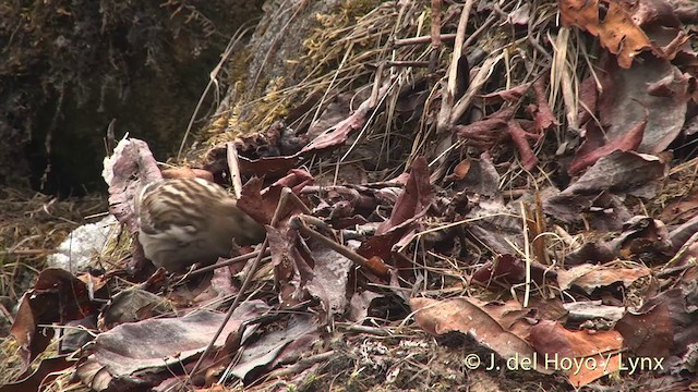 Plain Mountain Finch - ML201398901