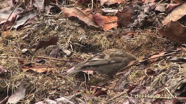 Plain Mountain Finch - ML201398911