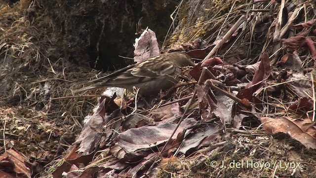 Plain Mountain Finch - ML201398921