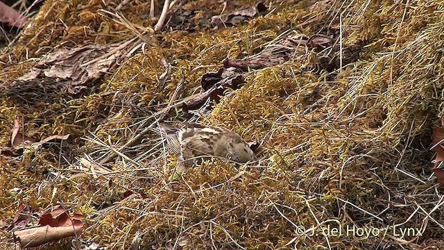 Plain Mountain Finch - ML201398931