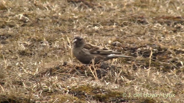 Plain Mountain Finch - ML201398941