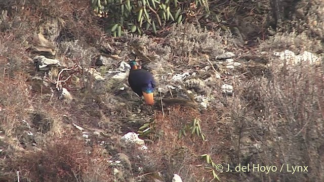 Himalayan Monal - ML201398951