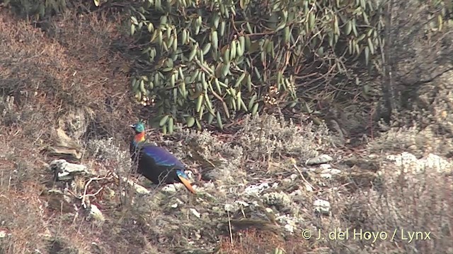 Himalayan Monal - ML201398961