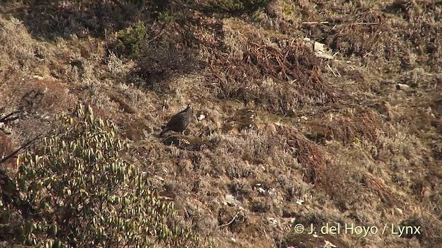 Himalayan Monal - ML201398971