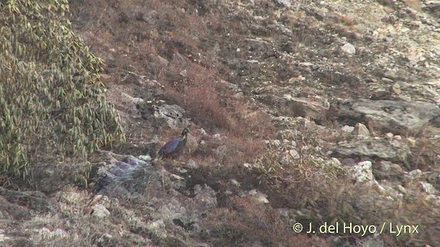 Himalayan Monal - ML201398981