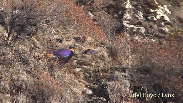 Himalayan Monal - ML201398991