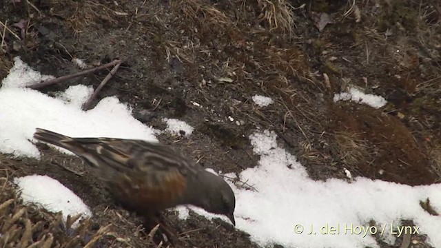 Alpine Accentor - ML201399011