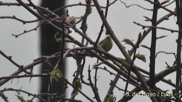 Green-tailed Sunbird (Green-tailed) - ML201399101