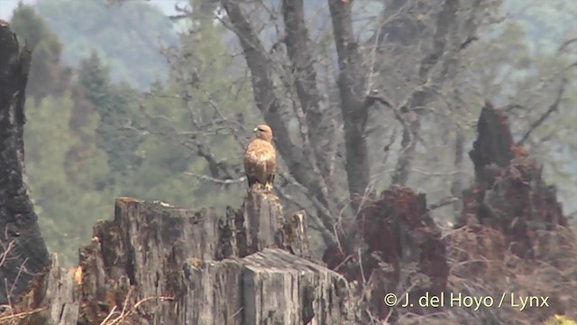 Himalayan Buzzard - ML201399111