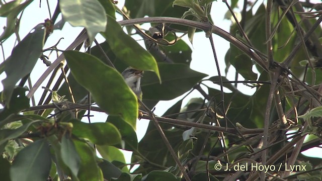 Mountain Tailorbird - ML201399251