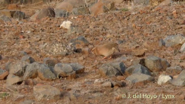 Rock Bush-Quail - ML201399261