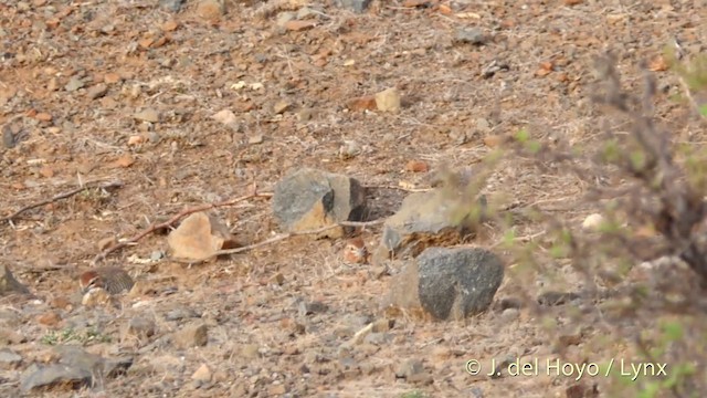 Rock Bush-Quail - ML201399271