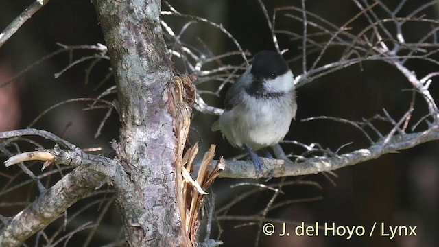 Willow Tit (Willow) - ML201399281