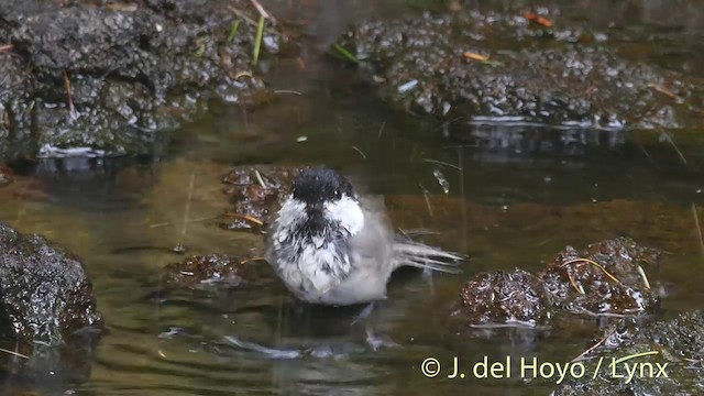 コガラ（montanus グループ） - ML201399291