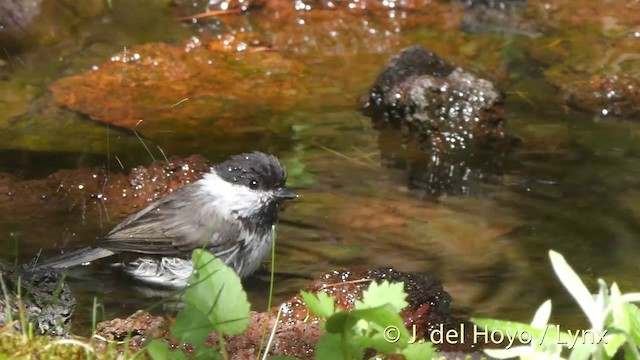 sýkora lužní [skupina montanus] - ML201399301