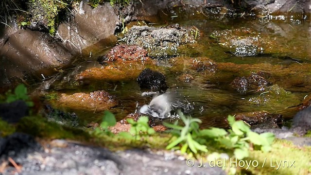 コガラ（montanus グループ） - ML201399311